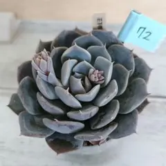 ののい様 リクエスト 2点 まとめ商品