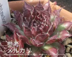 Gargamel Sempervivum センペルビブム - メルカリ