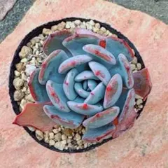 いっちー様 速達❤リクエスト 4点 まとめ商品