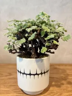 2025年最新】バリエム 鉢の人気アイテム - メルカリ