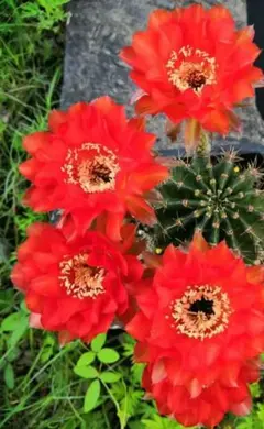 多肉植物 花サボテン白檀 緋色 カキコ - メルカリ
