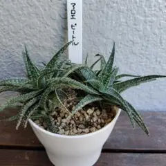 多肉植物　アロエ　ビートルのサムネイル