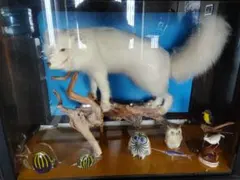 c*n様 ①　激レア‼️　北極キツネ　剥製　錦鶏鳥　プラチナキツネ　狸　隼　５体 激レア‼️ 北極キツネ 剥製 錦鶏鳥 プラチナキツネ 狸 隼 5体セット