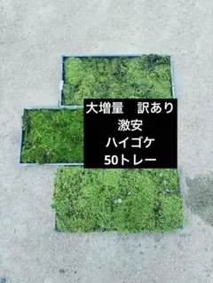 苔 ハイゴケ 送料込み 40㎝✖︎30㎝ 砂ゴケ - メルカリ