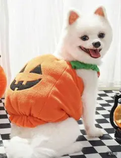 犬用 かぼちゃコスチューム