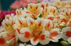 ケイ⭐︎プロフ先に見て下さいね⭐︎様 リクエスト 2点 まとめ商品