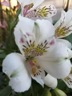 ふーちゃん様 リクエスト 2点 まとめ商品