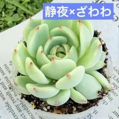 2026年最新】おらいさん苗 円の人気アイテム - メルカリ