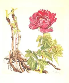 2026年最新】小磯良平の描いた薬用植物画の人気アイテム - メルカリ