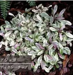 にゃお様 リクエスト 2点 まとめ商品