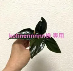 kohnennnnn様 リクエスト 2点 まとめ商品