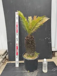 引き取り限定　ソテツ ダブルヘッド　約1.5m 二股の幹 引き取り限定 ソテツ ダブルヘッド 約1.5m 二股の幹 - メルカリ