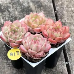 シンデレラ様 リクエスト 2点 まとめ商品