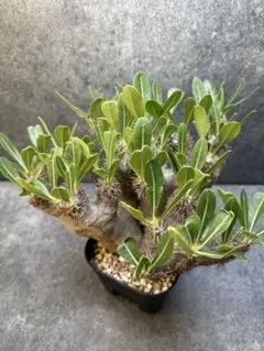 2025年最新】ブレビカリックスの人気アイテム - メルカリ