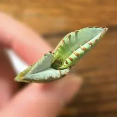 2026年最新】オテロイ 選抜の人気アイテム - メルカリ