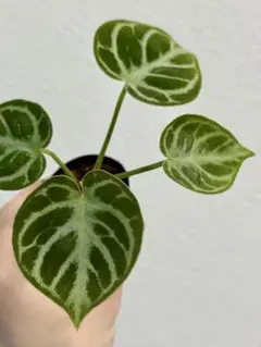 アンスリウム　ドラヤキ観葉植物