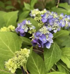 みわちゃん2655様 リクエスト 2点 まとめ商品