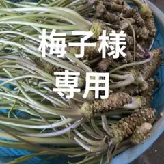 梅子様専用のサムネイル