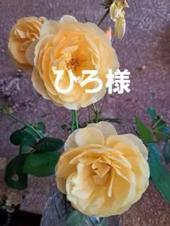 ひろ様専用です。