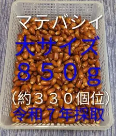 どんぐり　マテバシイ 大サイズ ８５０g(約３３０個位)
