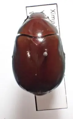 2026年最新】コガネムシの人気アイテム - メルカリ