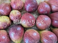 2026年最新】イチジクの人気アイテム - メルカリ