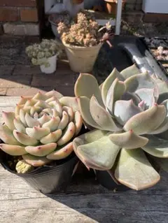 多肉植物　抜き苗セット③