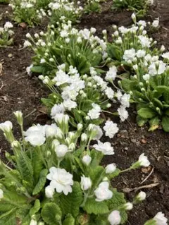 uepon様 リクエスト 4点 まとめ商品