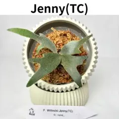 メルカリ便】P. Willinckii Jenny （TC)【07】 - メルカリ