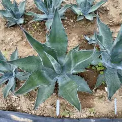 2025年最新】サルミアナの人気アイテム - メルカリ