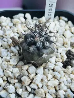 SALE【現物】1.5㎝　コピアポア・コラレン（corralensis）のサムネイル
