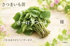 栗かぐや 10本 さつまいも苗 無農薬 - メルカリ