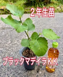 a*c様 いちじく　苗　black madeira kk ブラックマデイラ イチジク苗木 Black Madeira KK【結実確認済み】ブラックマデイラKK 大