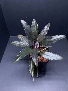 2026年最新】ホマロメナ 赤備の人気アイテム - メルカリ