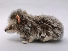 狸の剥製：種の保存法に該当しない動物 - メルカリ
