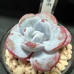 ぱるりん❤︎様 リクエスト 3点 まとめ商品