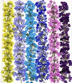 押し花素材、カラースーパーアリッサム。2。