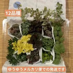 Ｔ　多肉植物 カット苗 詰め合わせ 多肉弁当　寄せ植えセット セダム