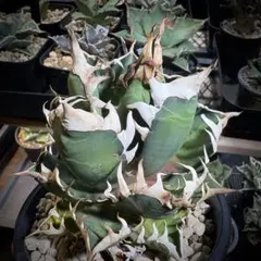 2026年最新】レッドキャットウィーズルの人気アイテム - メルカリ