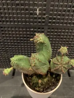 特大 オベサ × バリダ 交配種 陶器鉢のまま ユーフォルビア コーデック