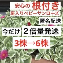 ④a30安心の根付き☆白花入り☆ベビーサンローズ☆4色セット☆数量