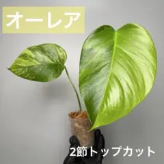 2026年最新】モンステラ オーレアの人気アイテム - メルカリ