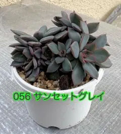 ミックスベリア【056サンセットグレイ】群性