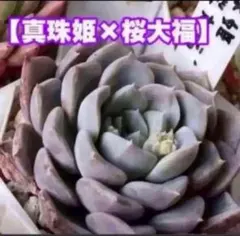 くまごろう様 リクエスト 2点 まとめ商品