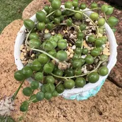 No.25 多肉植物♡グリーンネックレス【抜き苗】