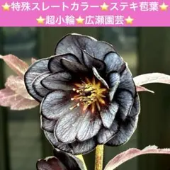 2026年最新】クリスマスローズ 株分け 苗の人気アイテム - メルカリ
