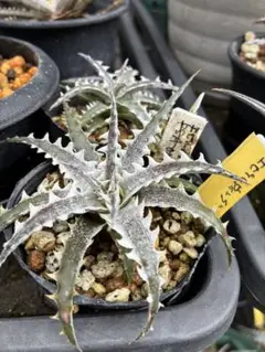 2025年最新】dyckiaの人気アイテム - メルカリ