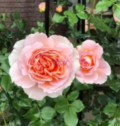 バラ苗 薔薇 さし木苗 中大輪 強香 四季咲き 匿名発送 - メルカリ