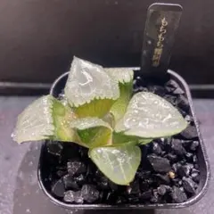 2025年最新】アロエ 植物の人気アイテム - メルカリ