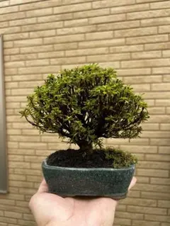早乙女ツツジ 盆栽 株立 持ち込み古い 樹高20㎝ - メルカリ